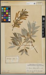 Foto von Salix alba L.